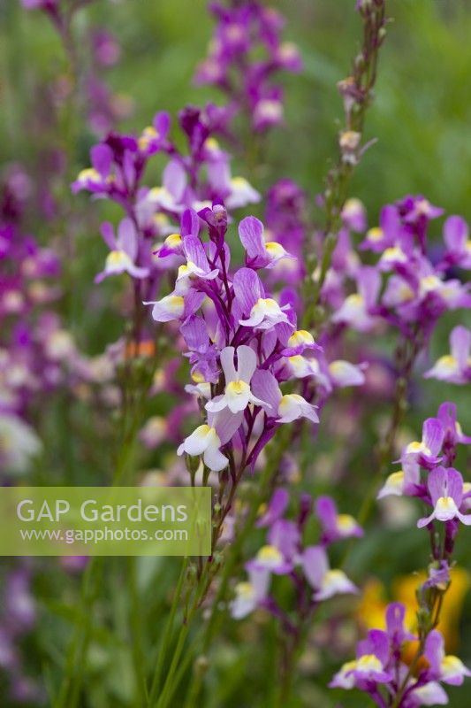 Linaria maroccana, linaire annuelle, annuelle dressée à fleurs à deux lèvres violettes, roses ou blanches.