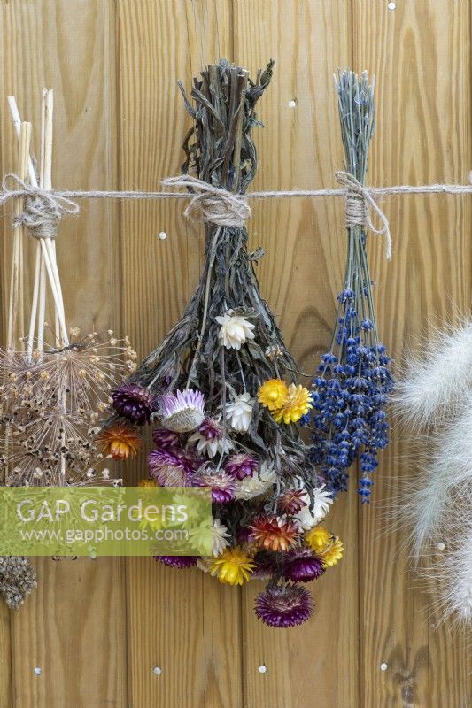 Des bouquets de lavande, des fleurs éternelles et des graines d'allium sont cueillis dans le jardin et suspendus pour sécher.