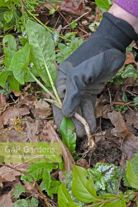 Retrait d'un Arum italicum - arum italien d'un parterre de fleurs en portant des gants de protection