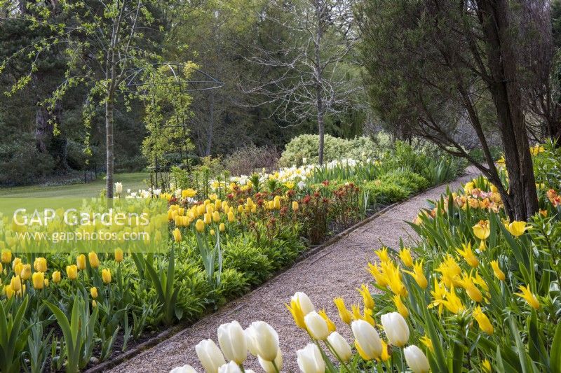 Un chemin bordé de tulipes. A droite, Tulipa 'West Point', 'Caribbean Parrot' et crémeuse 'Francoise'. À gauche, Tulipa 'Strong Gold'.