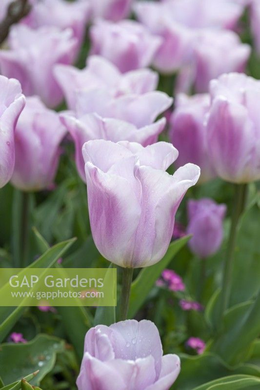 Tulipa 'Synaeda Amor', une tulipe Triumph qui s'ouvre en rose foncé, passant à un rose pâle bicolore avec une teinte bleutée