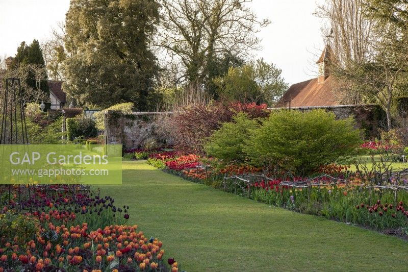 Dans le Jardin Chaud, long parterre côté gauche planté de tulipes 'Irène', 'Annie Schilde'r, 'Reine de la Nuit' et 'Doll's Menuet' écarlates'. Parterre de droite planté de tulipes 'Slawa', 'Avignon', 'Suncatcher', 'Oxford' et 'Orange Princess.