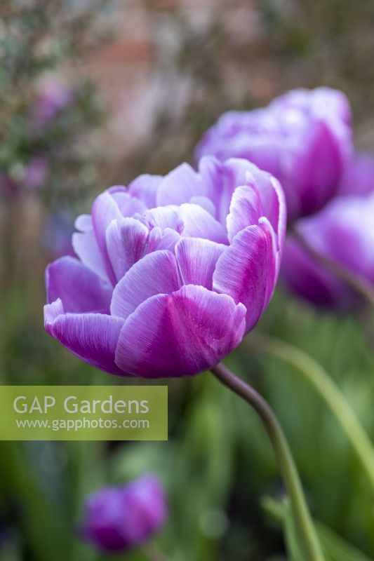 Tulipa 'Blue Diamond', un violet rosé avec un éclat bleu argenté sur les grandes fleurs doubles