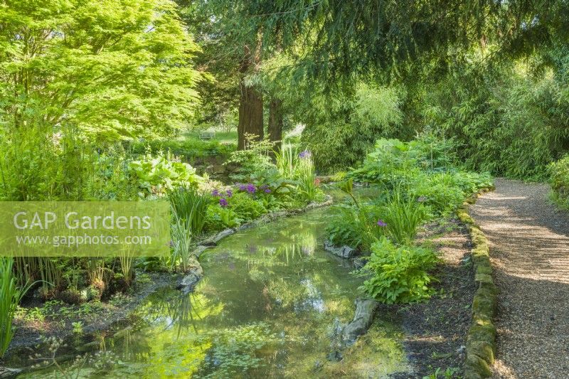 Vue sur le jardin des tourbières des jardins botaniques de Cambridge en mai avec une lumière du soleil pommelée. Étang avec bordure en rondins, fougères, primevères, iris et bambous.