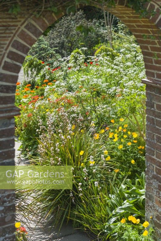 Vue à travers l'ouverture voûtée dans un mur de jardin en brique d'un parterre de fleurs avec Libertia, Meconopsis cambrica, Welsh Poppy, euphorbias et Anthriscus sylvestris, Cow Parsley. Peut.
