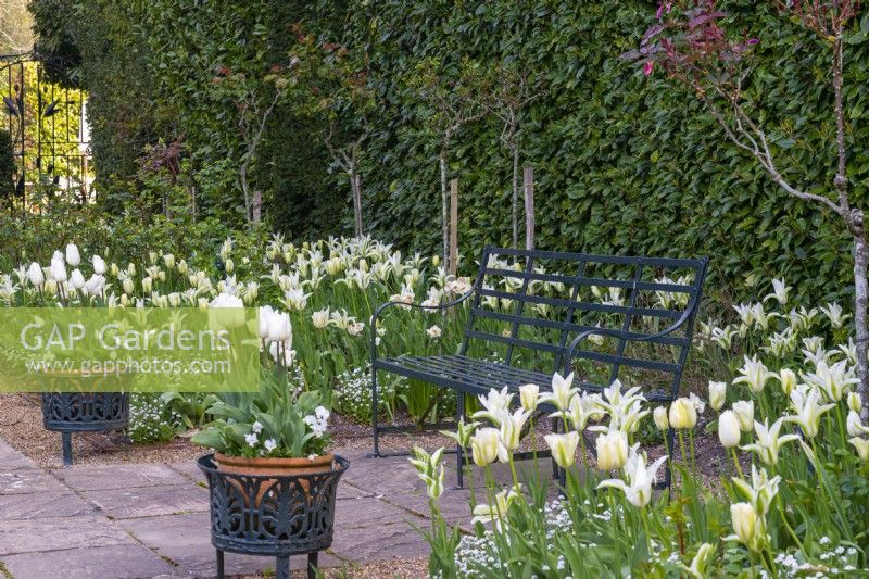 Dans le jardin élisabéthain de Pashley Manor, les tulipes « Green Star » et « Spring Green » sont plantées en masse dans le long parterre de fleurs. En pot, Tulipa 'White Prince'.