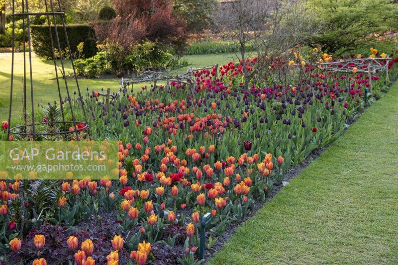 Dans Hot Garden, long parterre planté de tulipes 'Irene', 'Annie Schilder', 'Reine de la Nuit' et écarlate 'Doll's Menuet'.