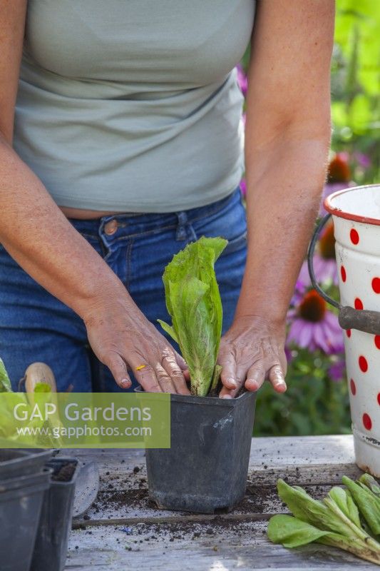 Femme plantant des plants de radicchio 'Palla Rossa' dans un pot en plastique. Raffermir avec les doigts.