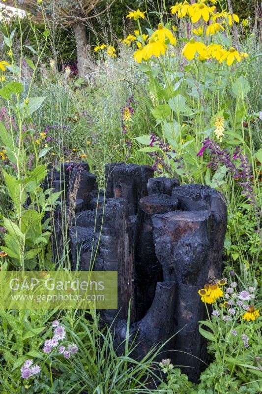 Plantation naturaliste de Rudbeckia laciniata 'Herbstonne' avec des graminées ornementales autour d'une bûche de biochar - Crédits : The Yeo Valley Organic Garden RHS Chelsea flower Show 2021