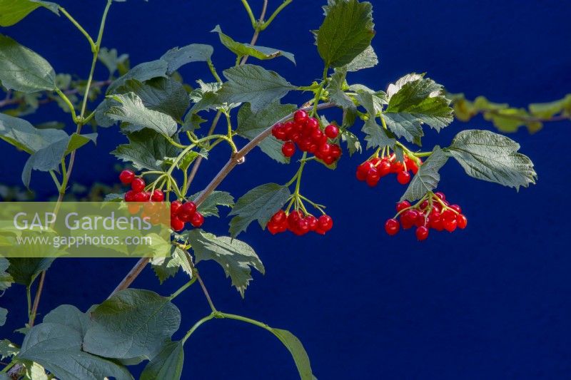 Viburnum opulus - Baies de Guelder Rose en septembre