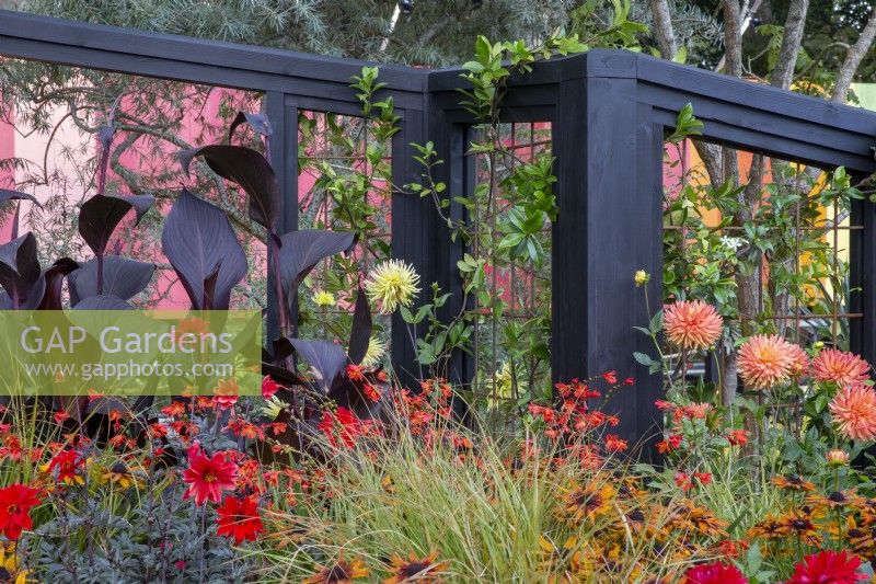 RHS COP26 Jardin caractéristique avec plantation de parterres de fleurs de divers dahlias, dont 'Bishop of Llandaff', Crocosmia 'Lucifer', graminées ornementales et Canna x generalis Cannova Bronze Scarlet - tonnelle en bois peinte en noir