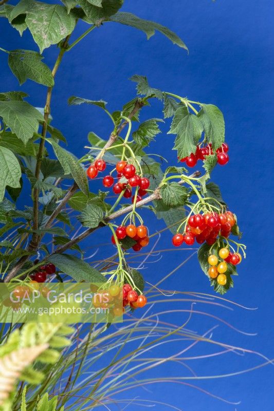 Viburnum opulus - Baies de Guelder Rose contre un mur peint en bleu