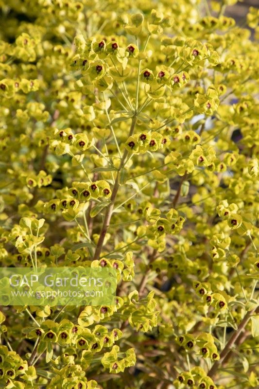 Euphorbia x martinii 'Ascot arc-en-ciel'