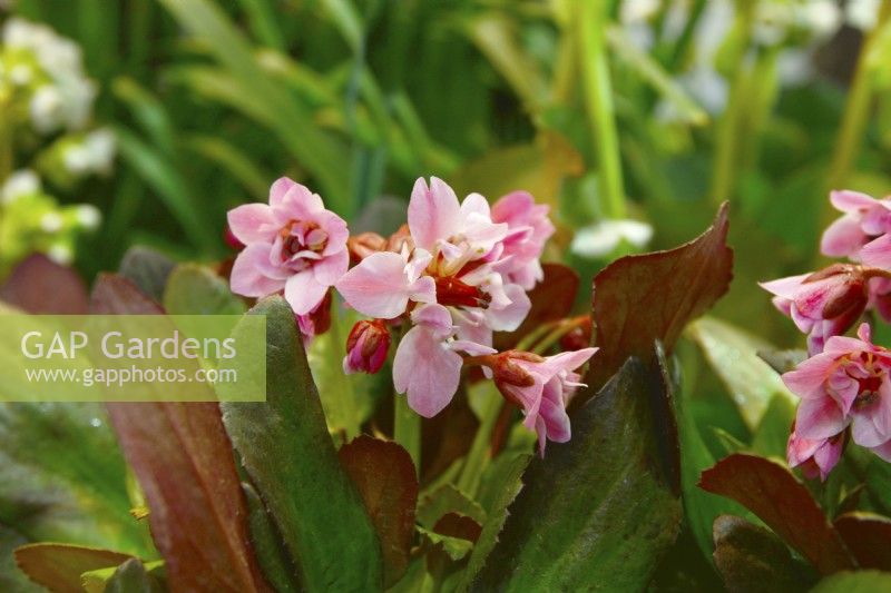 Bergenia cordifolia Flirt, une variété miniature aux fleurs roses et aux feuilles vert foncé épaisses et brillantes. Février