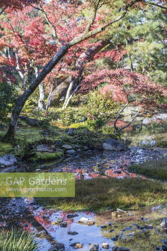 Étang dans le jardin avec arbres environnants aux couleurs automnales reflétées dans l'eau.