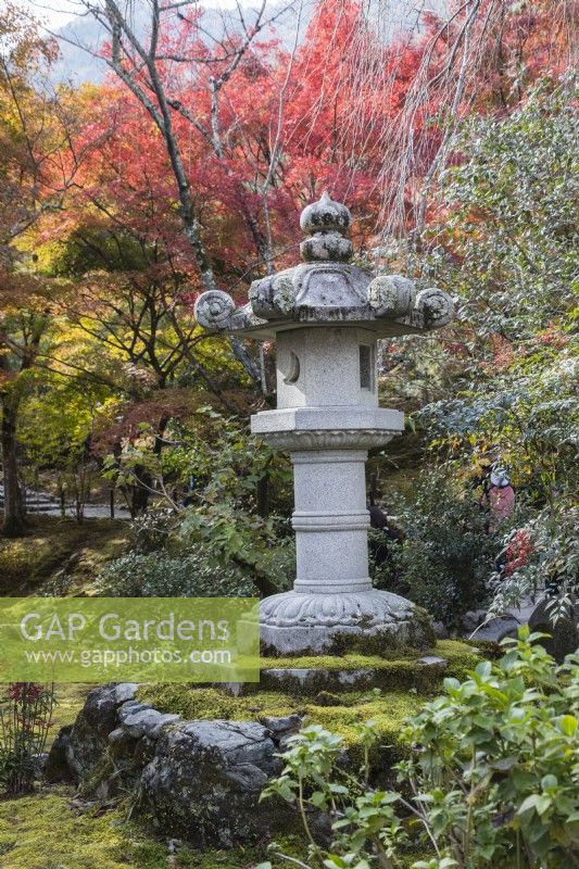 Lanterne en pierre ou Ishidoro avec Acers en couleur automne dans le jardin boisé.