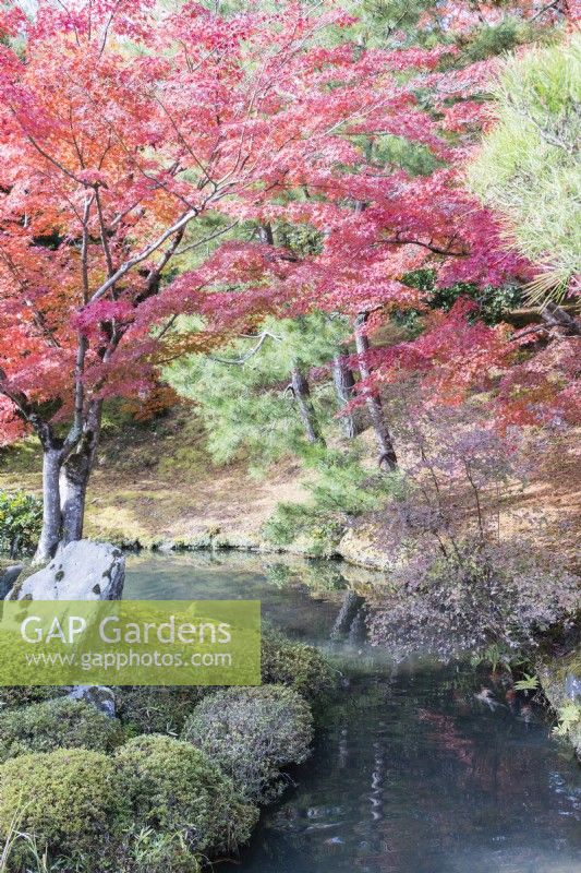 Le bord du lac avec des Acers aux couleurs d'automne.