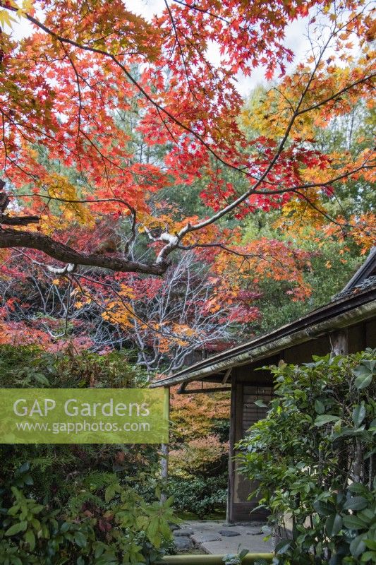 Bâtiment de maison de thé avec Acers aux couleurs d'automne.