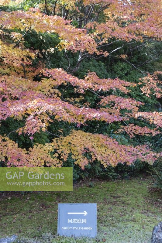Panneau indiquant l'itinéraire autour du jardin avec un acer en couleur d'automne derrière.