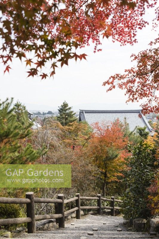 Traversez le jardin boisé avec vue sur le bâtiment du temple. Acers aux couleurs automnales.