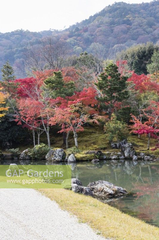 Plantation d'arbres et d'arbustes au bord du lac du Jardin Sogen reflété dans l'eau. Acers aux couleurs automnales. Vue sur forêt et vue sur les collines de Kameyama.