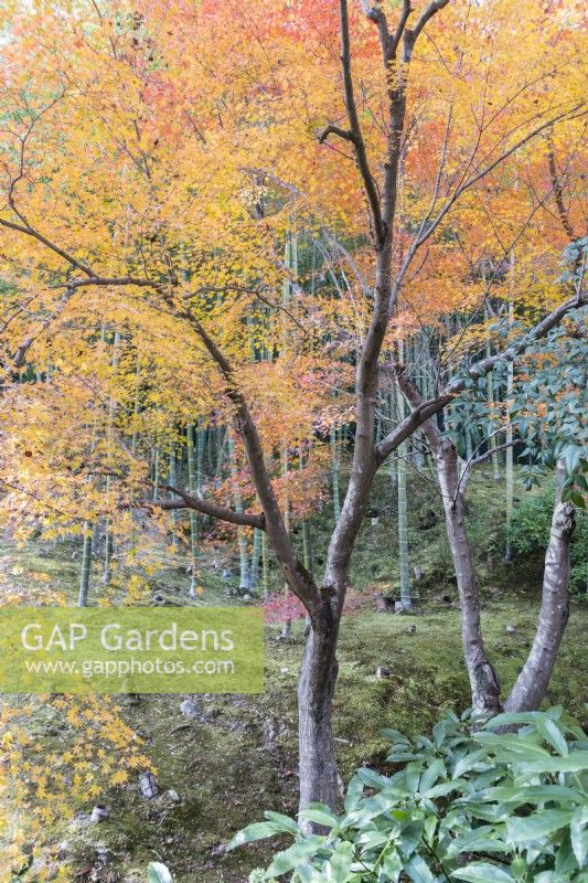 La zone boisée du jardin avec des Acers aux couleurs d'automne.