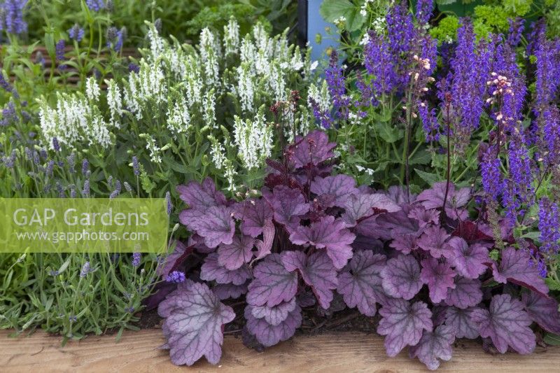 Plantation mixte violet et blanc dans 'Bee Inspired' - Magnifiques parterres de fleurs au BBC Gardener's World Live 2018, juin