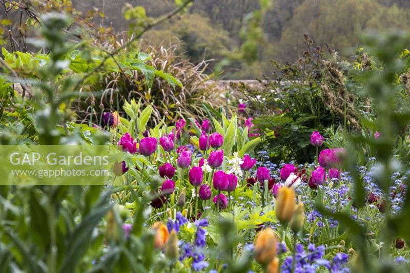 Tulipa 'Attila' dans les parterres de printemps du Gravetye Manor.