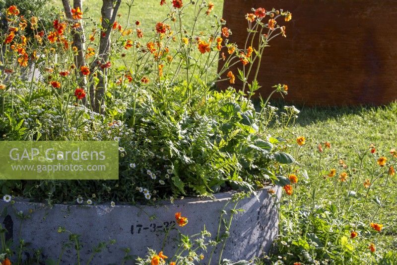 Tuyau de drainage en béton utilisé comme pot avec plantation mixte de plantes vivaces de Geum 'Totally Tangerine' et Erigeron karvinskianus