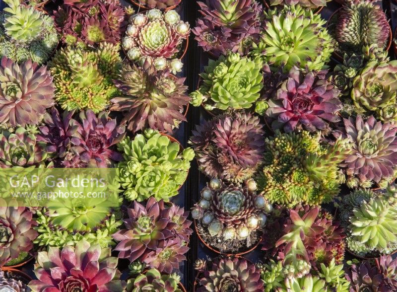 Rangées de différentes variétés de plantes Sempervivum dans des pots en plastique non recyclables à vendre dans une pépinière de centre de jardinage