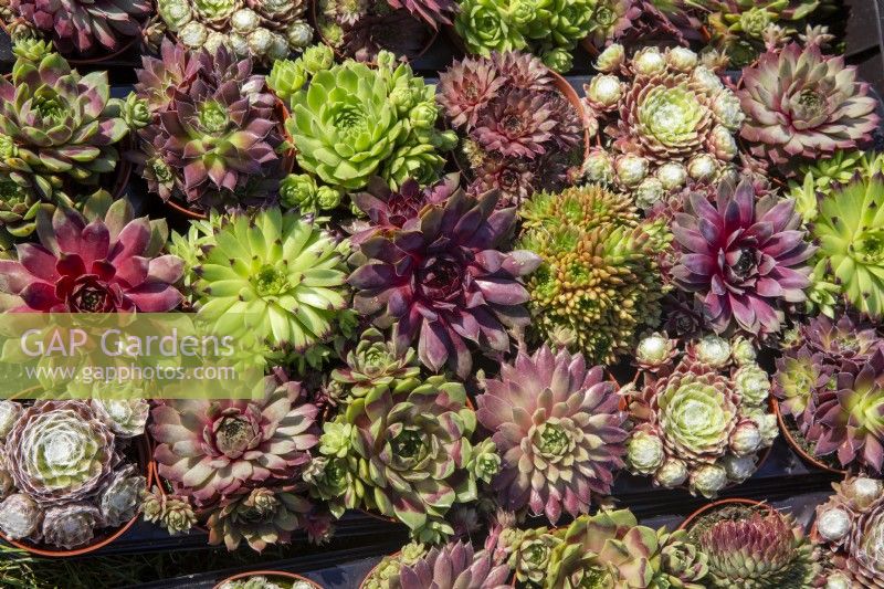 Rangées de différentes variétés de plantes Sempervivum dans des pots en plastique non recyclables à vendre dans une pépinière de centre de jardinage