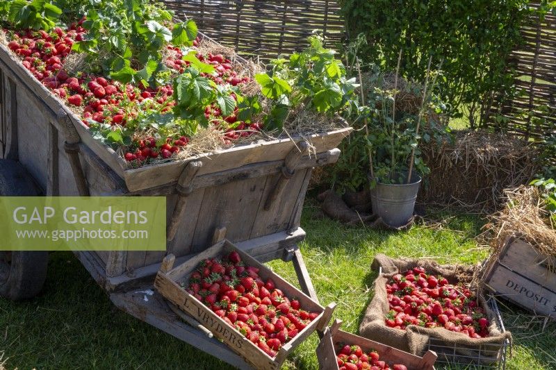 Affichage de fraises fraîchement cueillies sur un marché de producteurs en été