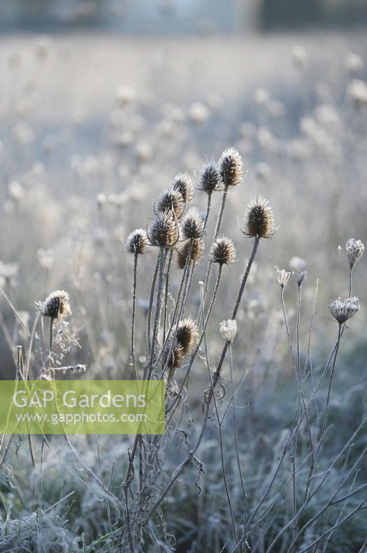 Dipsacus fullonum, Cardère commune, graines sèches avec gel dans un jardin d'hiver.
