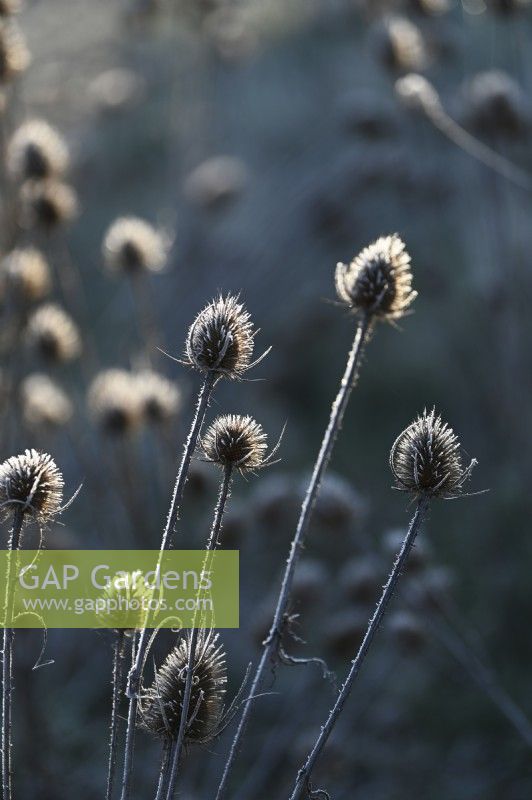 Dipsacus fullonum, graines sèches de cardère commune avec givre dans un jardin d'hiver.