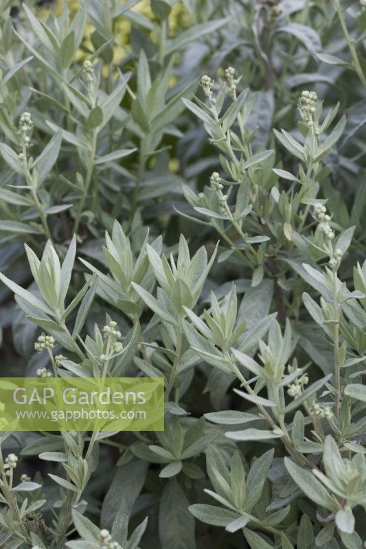Artemisia ludoviciana 'Valerie Finnis' - Armoise occidentale