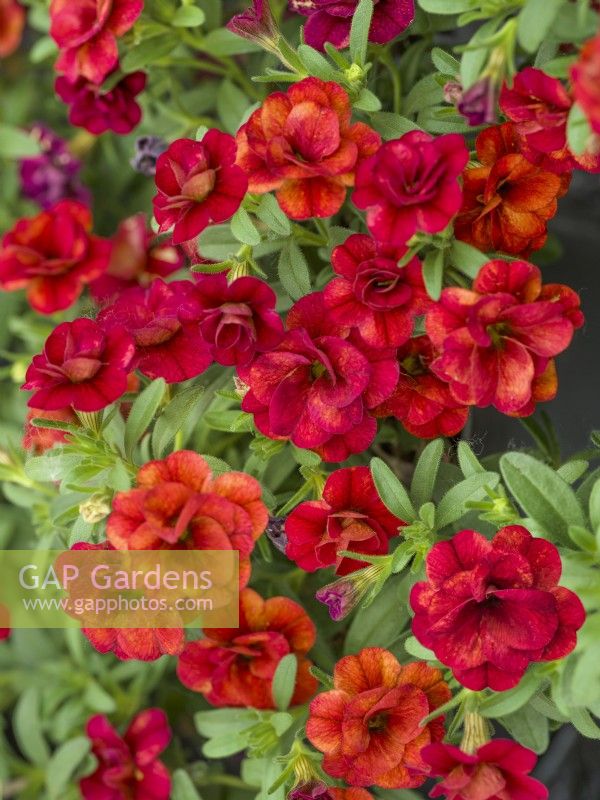 Calibrachoa MiniFamous Double Red, automne septembre