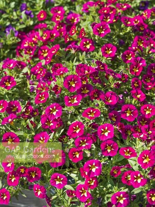 Calibrachoa parviflora Cabaret Spécial Bumble Bee Rose, été août