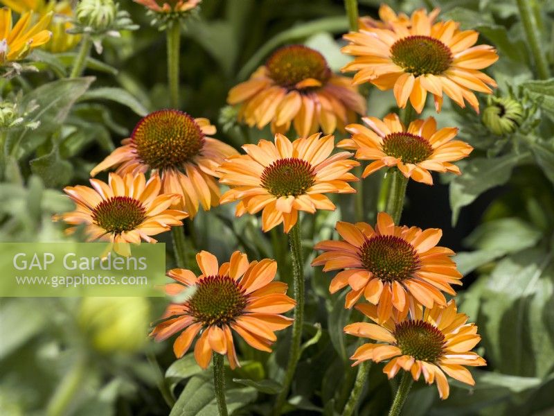 Echinacea Prima Ginger, été août