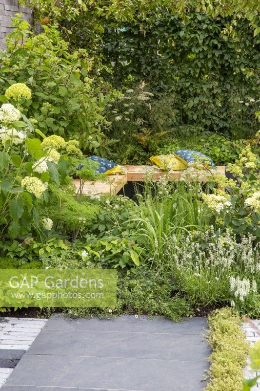 Plantation mixte de vivaces en blanc et vert avec Hortensia arborescens 'Annabelle' et haie de Jasmin étoilé, coin salon en contrebas avec bancs et coussins en bois
