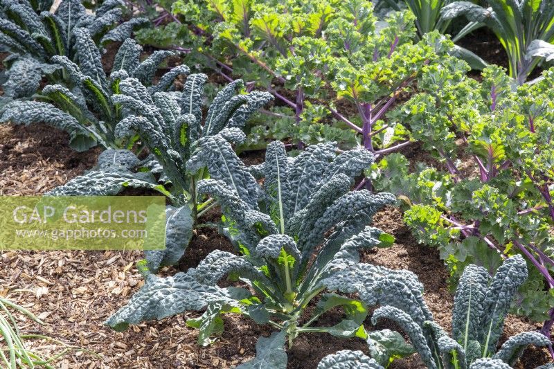 Brassica oleracea de gauche à droite - 'Nero di Toscana' et 'Midnight Sun' - Plantes de chou frisé cultivées en rangées