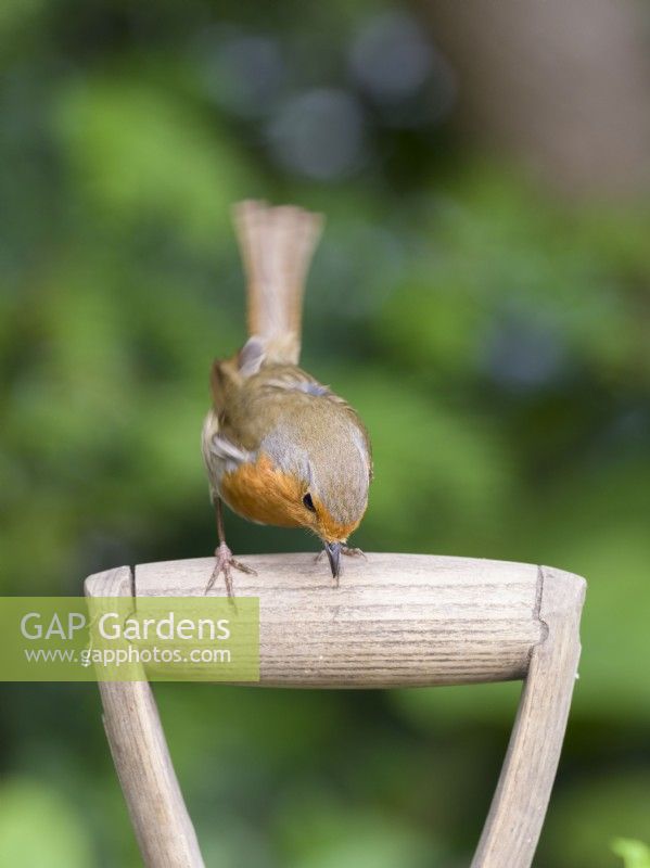 Erithacus rubecula - Robin perché sur le manche d'une fourche