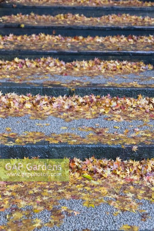 Feuilles tombées d'Acers de couleur automnale sur des marches en gravier.