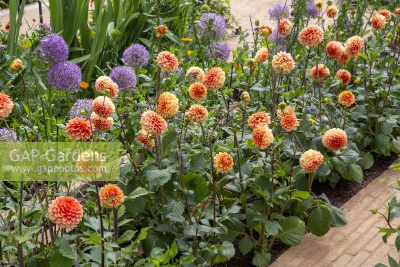Dahlia 'Beatrice' et Alliums cultivés en rangées dans un jardin de coupe