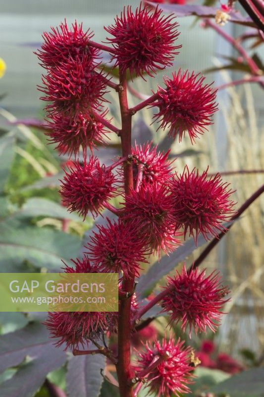 Ricinus communis 'Red Spire' - Capsules épineuses de la plante de ricin en automne.