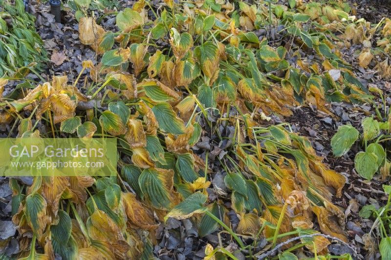 Feuilles d'Hosta séchées et flétries devenant brunes dans un parterre de feuilles tombées en pente en automne.