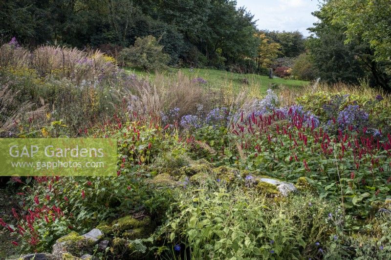 Parterre d'automne avec graminées et plantes vivaces à floraison tardive, dérive de Bistorta amplexicaulis en premier plan 