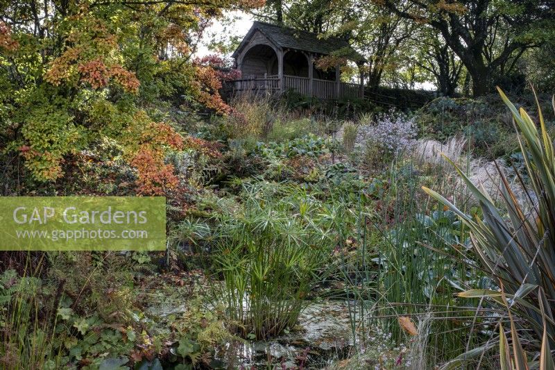 Plantation automnale autour des étangs de The Garden House dans le Devon, avec Photinia villosa, Cyperus involucratus, Schoenoplectus lacustris subsp. Tabernaemontani 'Zebrinus', Phormium 'Buckland Ruby' et pavillon d'été à l'arrière 
