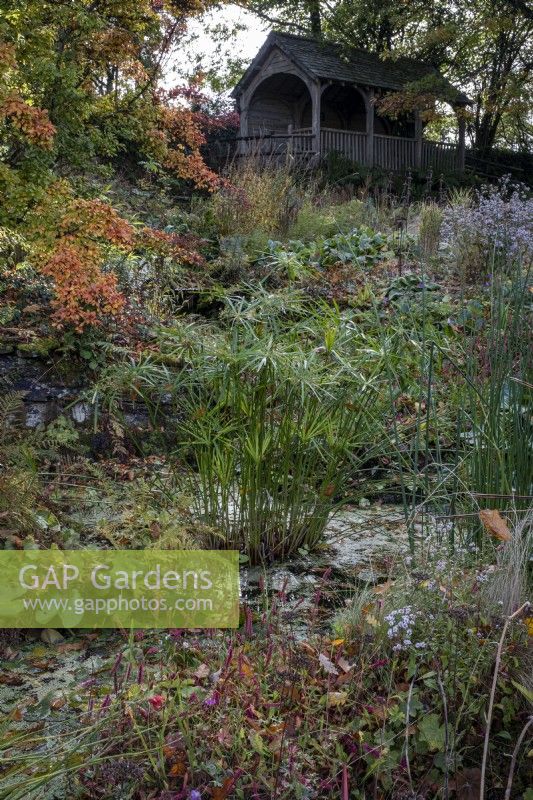 Plantation automnale autour des étangs de The Garden House dans le Devon, avec Photinia villosa, Cyperus involucratus, Schoenoplectus lacustris subsp. Tabernaemontani 'Zebrinus', Phormium 'Buckland Ruby' et pavillon d'été à l'arrière 