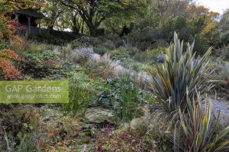 Plantation automnale autour des étangs de The Garden House dans le Devon, avec Photinia villosa, Cyperus involucratus, Schoenoplectus lacustris subsp. Tabernaemontani 'Zebrinus' Phormium 'Buckland Ruby' 