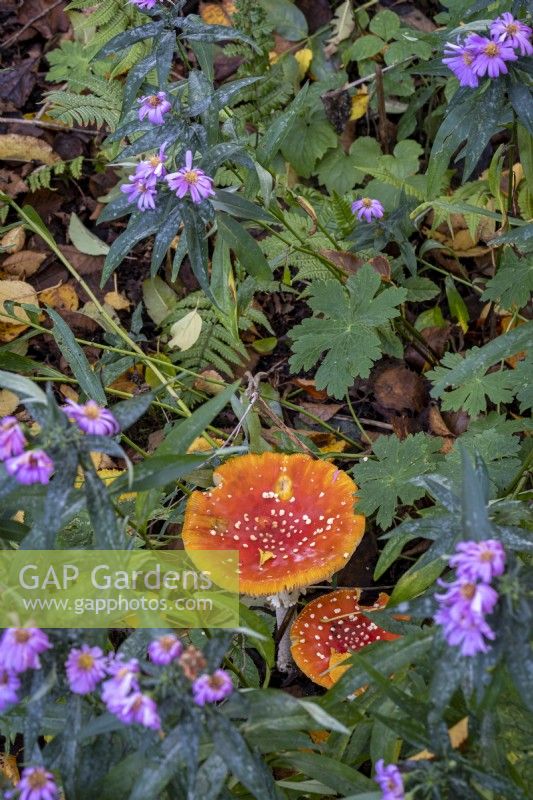 Amanita muscaria, champignons Fly Agaric cachés parmi les plantes dans un jardin boisé ombragé 